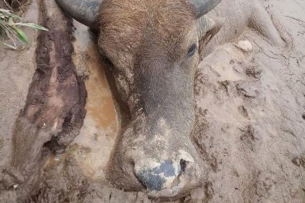 Kerbau Mati Akibat Penyakit Ngorok Kembali Ditemukan di Kampar