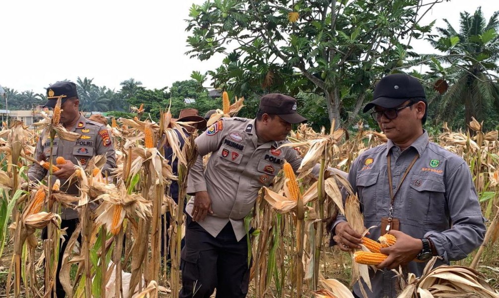 Sinergi Polisi dan Penyuluh Pertanian Berbuah Manis, Jagung Pipil Panen di Batang Cenaku