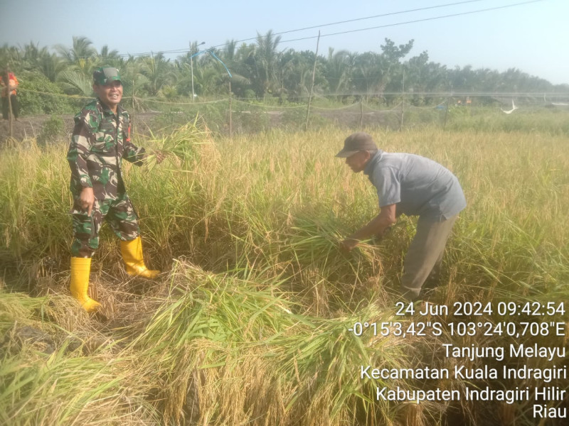Babinsa Koramil 04/Kdr Bantu Petani Dalam Pendampingan Panen Padi