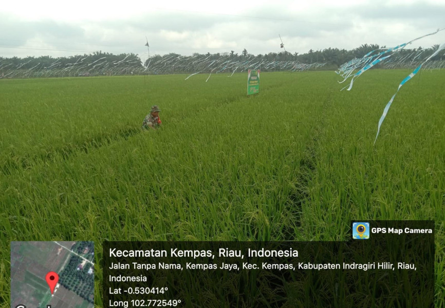 Rutinitas Babinsa 03/Tpl Serka Faisal Pantau Perkembangan Padi