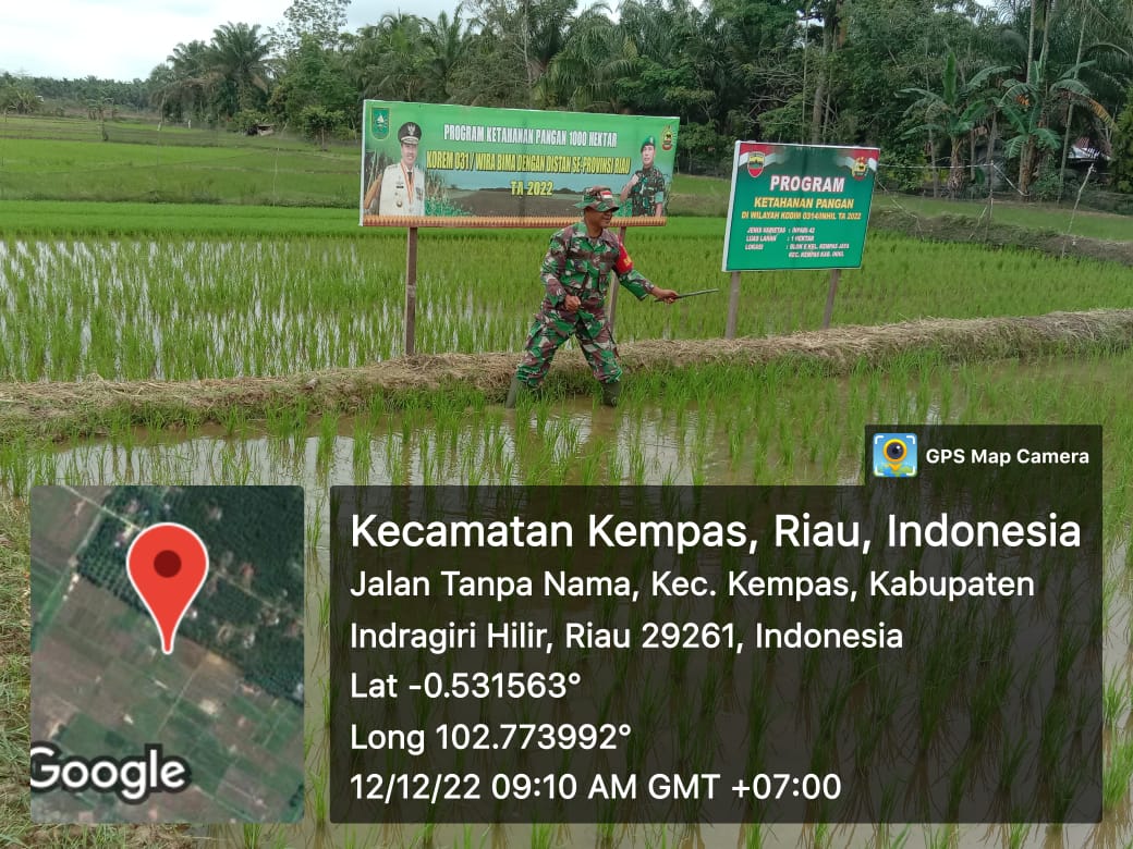 Turun ke Sawah Babinsa 03/Tpl Sertu Mistar Bantu Petani Bersihkan Gulma Padi