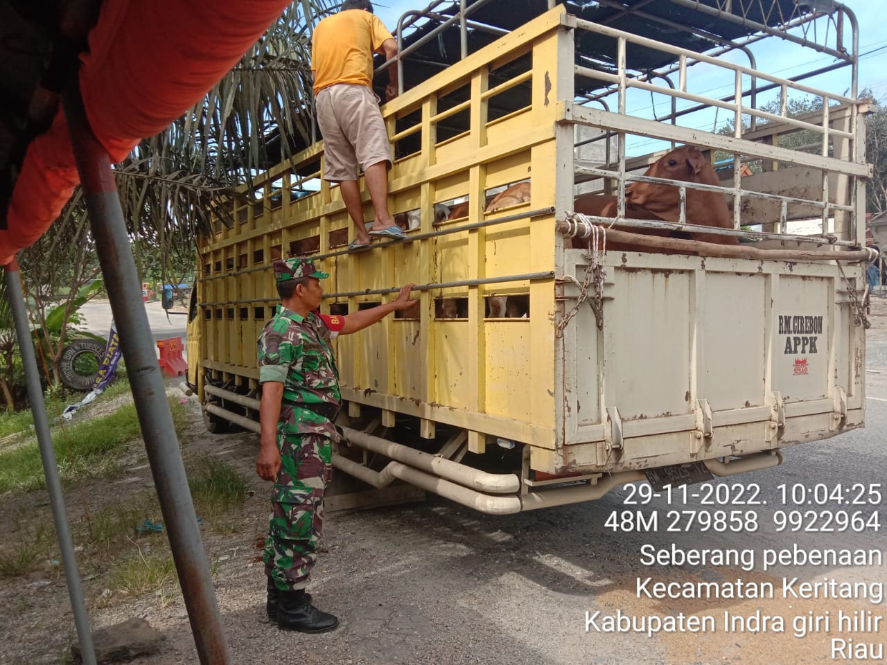 Serka Mawardi Lakukan Pengawasan Hewan Ternak di Binaan