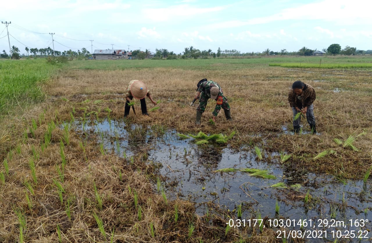 Babinsa Koramil 12/Batang Tuaka Lakukan Pengecekan Bibit Padi Milik Poktan