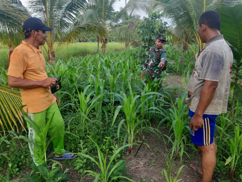 Wujudkan Pencapaian Swasembada Pangan, Babinsa Koramil 07/Reteh Tinjau Langsung Perkebunan Jagung
