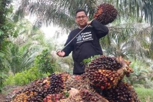 Harga Kelapa Sawit Plasma Naik, Berikut Daftarnya Seminggu ke depan