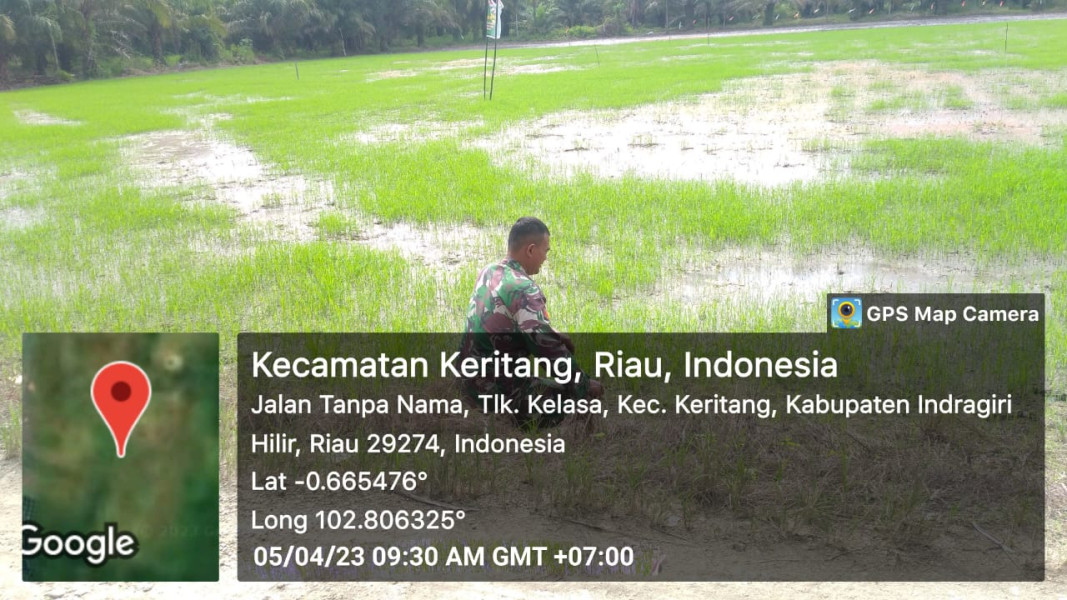Koramil 09/Kemuning Lakukan Ketahanan Pangan Untuk Melihat Pertumbuhan Padi