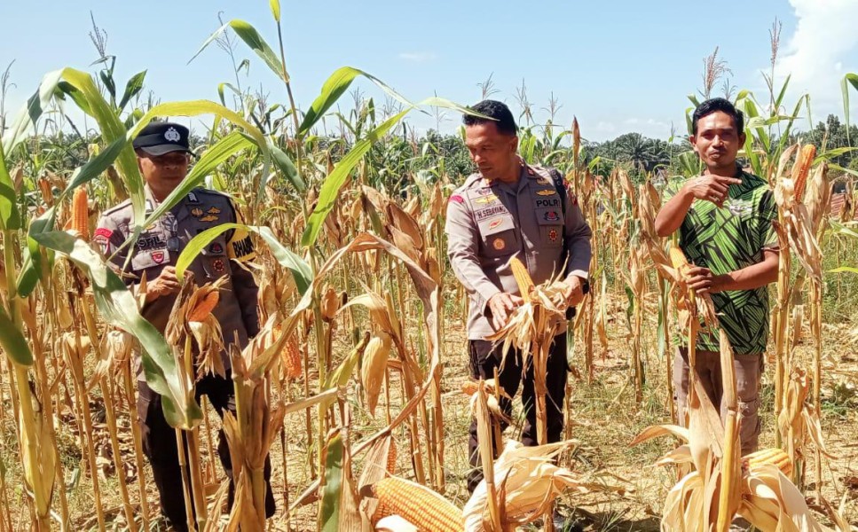 Polsek Batang Cenaku Kawal Panen Jagung Pipil, Target 8 Ton Per Hektare
