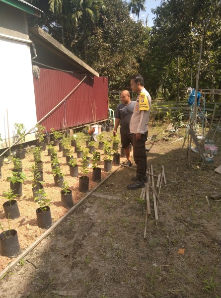 Bhabinkamtibmas Desa Pungkat Sambangi Petani yang Sedang Melakukan Penanaman Cabe