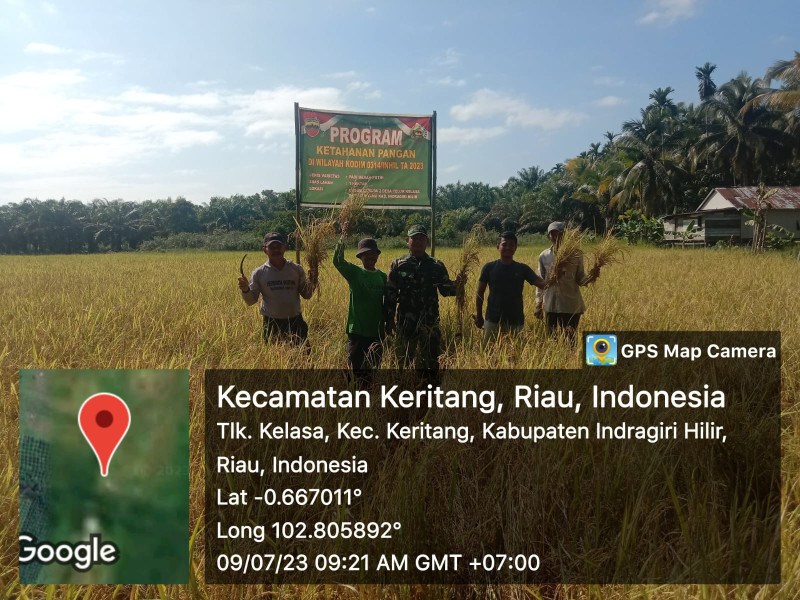 Panen Padi Bersama Babinsa Koramil 09/Kemuning Pada Program Lahan Ketahanan Pangan