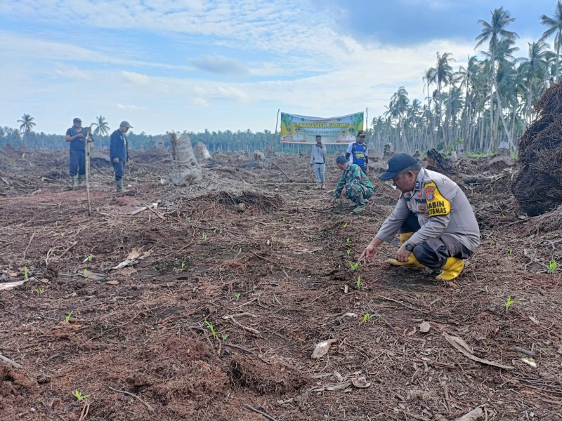Bhabinkamtibmas AIPTU Edysah Putra Bangun Laksanakan Pemantauan Progres Penanaman Jagung di Desa Belantaraya