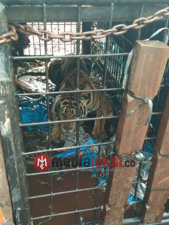 Seekor Harimau Tertangkap, Dugaan Sementara di Wilayah PT di Pelangiran-Inhil