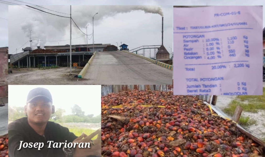 Waduh?? Pabrik PT BIR Riau Agri Berlakukan Potongan Harga 20 Persen Buah Milik Petani Tempatan