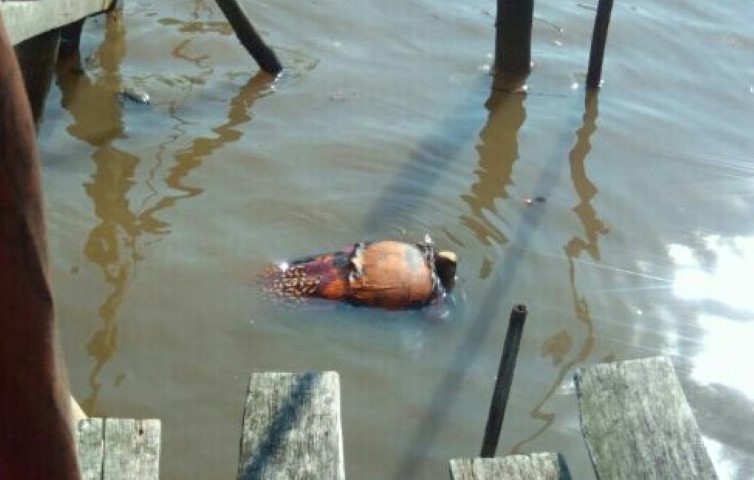 Penemuan Mayat Mengapung Hebohkan Warga Kecamatan Tanah Merah, Ini Identitasnya 