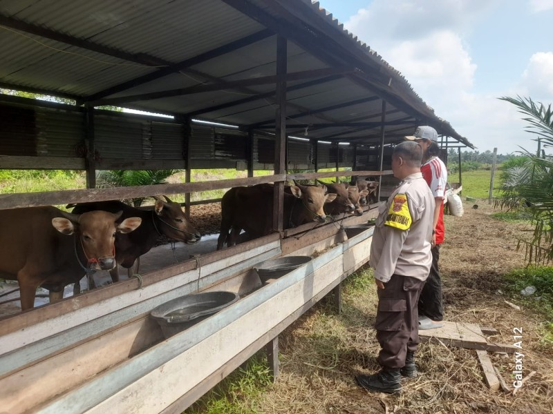 Kapolsek Keritang Dorong Ketahanan Pangan, Bhabinkamtibmas Sambangi Peternakan Sapi di Desa Pengalihan