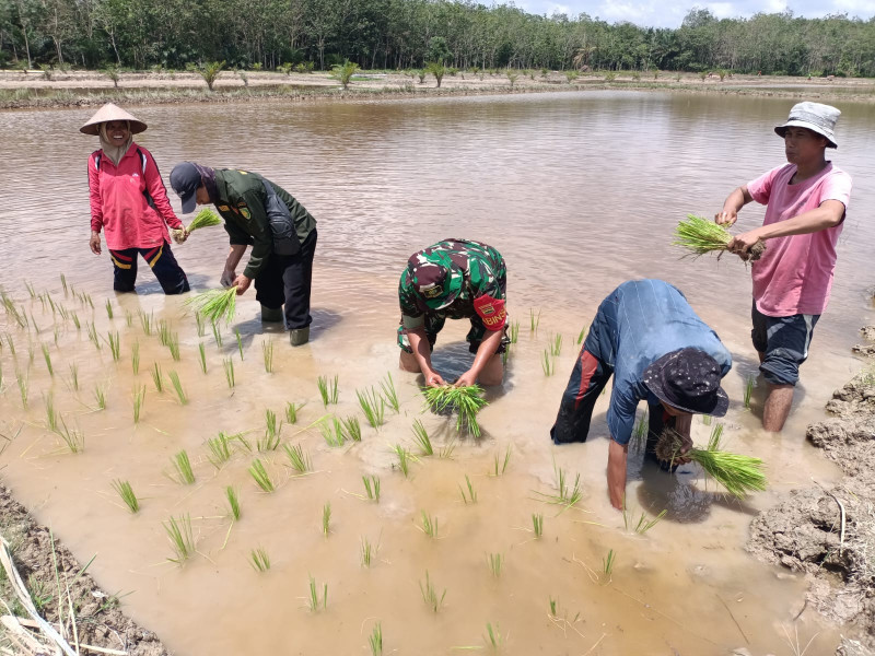 Wujudkan TNI Manunggal, Babinsa 03/Tpl Bantu Petani Tanam Padi