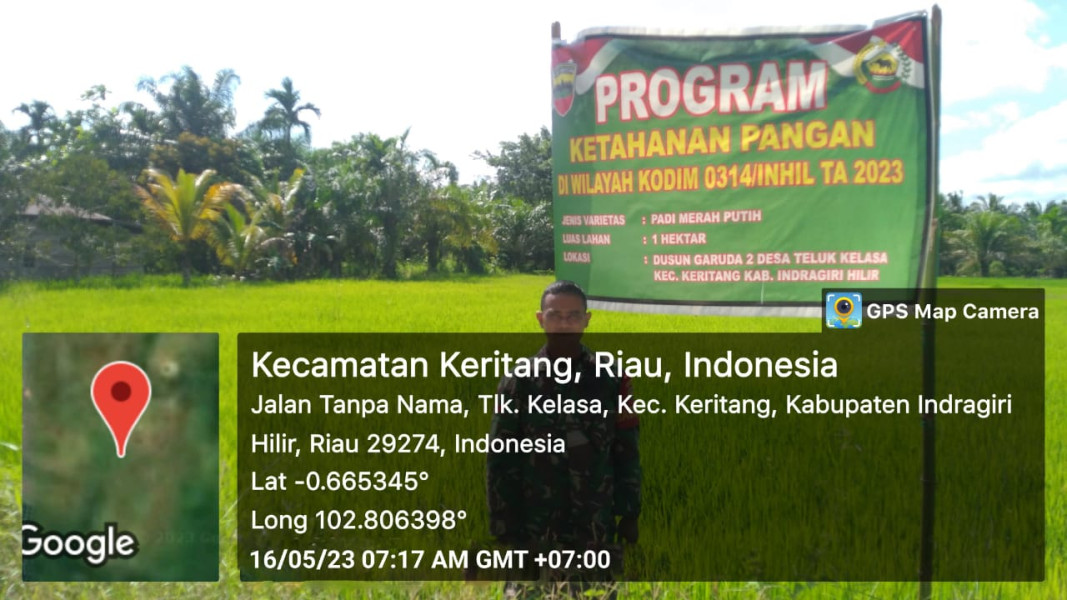 Koramil 09/Kemuning Jaga Pembibitan Padi