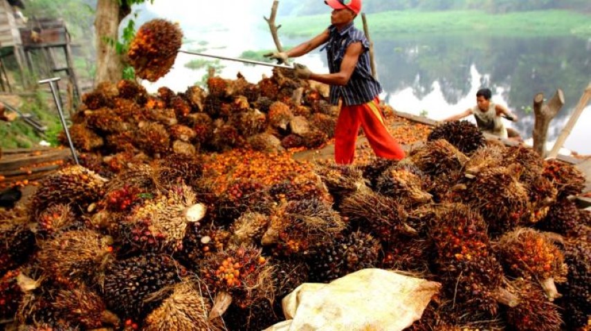 Karena ini, Harga TBS Sawit di Riau Terus Tergerus