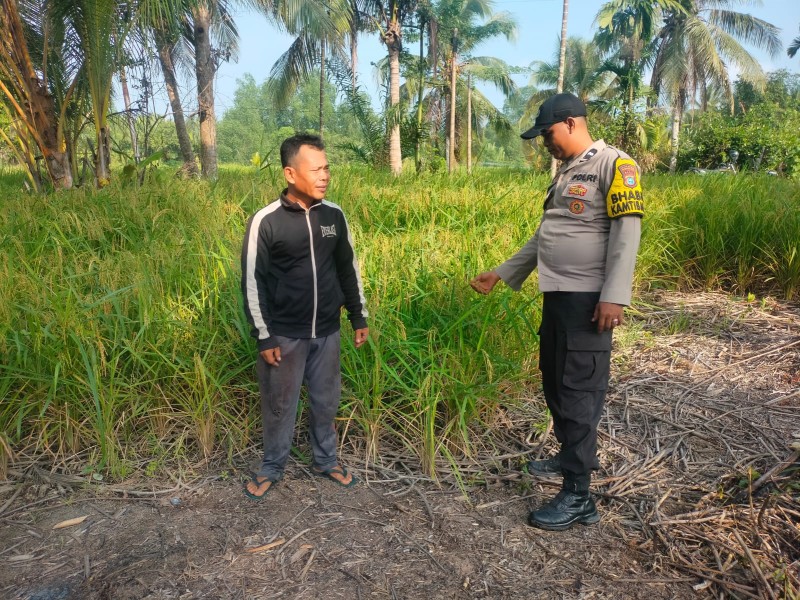 Bhabinkamtibmas Batang Tuaka Turun ke Junjangan, Kawal Lahan Padi Demi Swasembada Pangan