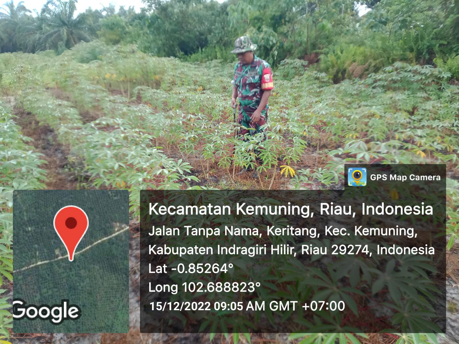 Guna Mempercepat Perkembangan Gulma, Koramil 09/Kemuning Laksanakan Ketahanan Pangan