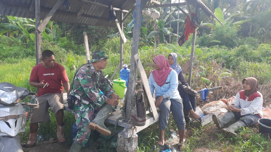 Babinsa Serma Damrianto Berinteraksi dengan Petani di Tengah Sawah yang Subur