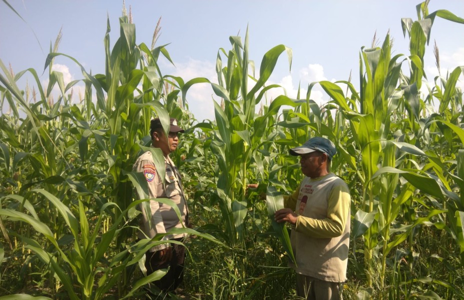 Polsek Batang Tuaka Hadir di Tengah Lahan Jagung Kuala Sebatu, Rajut Kepercayaan Lewat Aksi Nyata