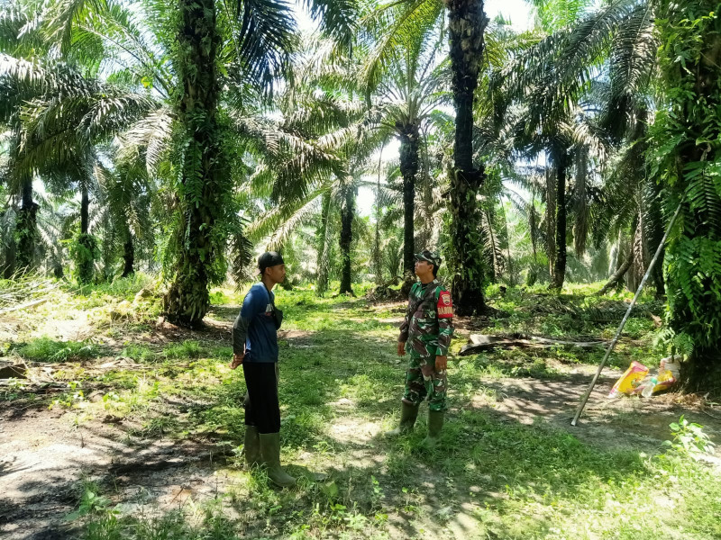 Babinsa Koptu Doni Munte Turun Untuk Lakukan Pencegahan Kebakaran Lahan dan Hutan Masyarakat