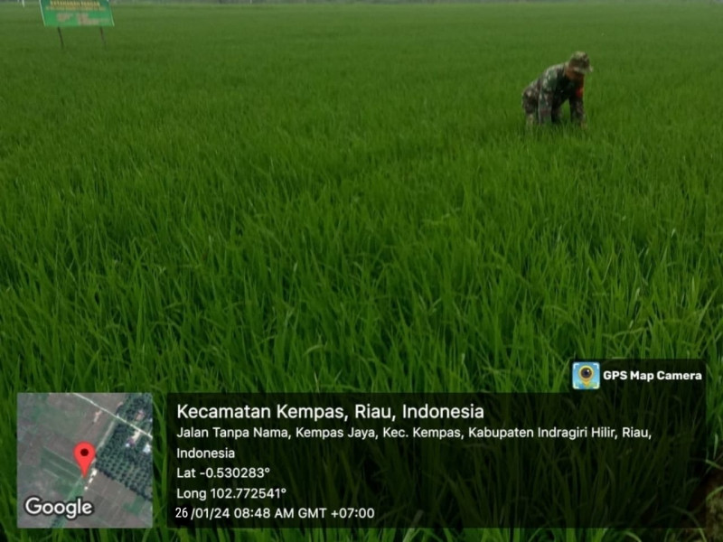 Dukung Program Pemerintah, Babinsa Koramil 03/Tempuling Lakukan Perawatan Tanaman Padi