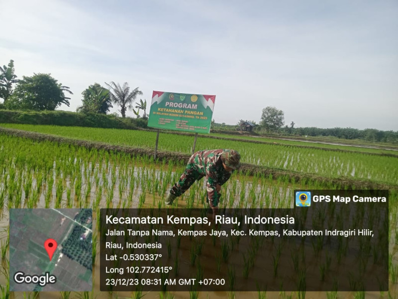 Wujud Peduli Hampangan Di Wilayah Binaan, Babinsa Koramil 03/Tpl Dampingi Hampangan Padi