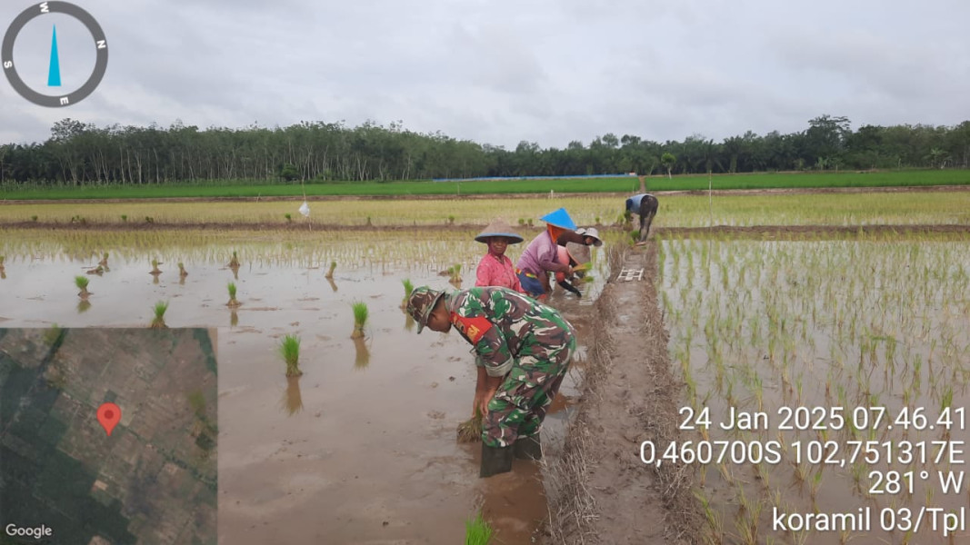 Terus Tingkatkan Ketahanan Pangan, Babinsa Koramil 03/Tpl Intens Bantu Petani Tanam Padi