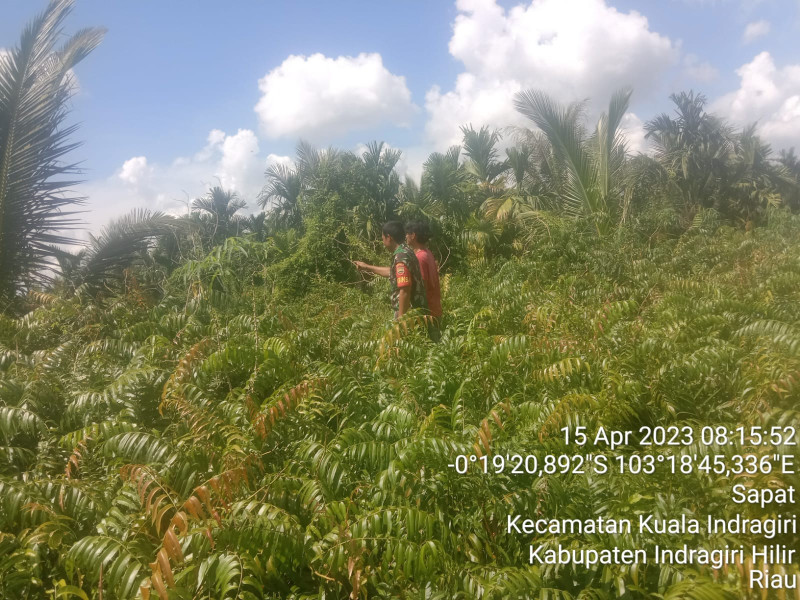 Babinsa Koramil 04/Kuindra Cegah Kebakaran Melalui Patroli Rutin