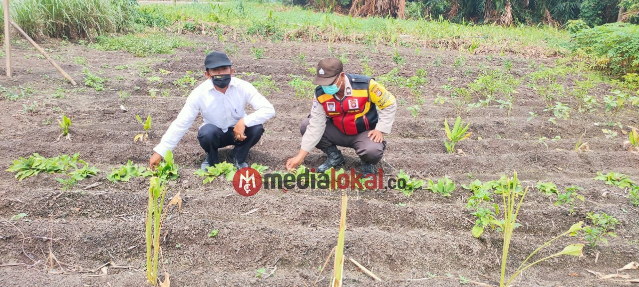 Jaga Ketahanan Pangan, Bhabinkamtibmas Desa Teluk Sungka Tingkatkan Kwalitas Pertanian Warga