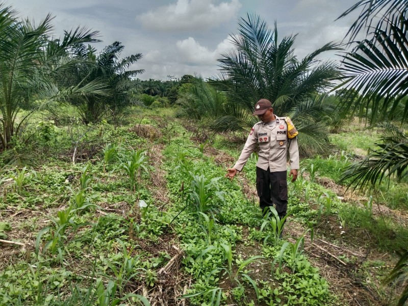 Bhabinkamtibmas Kemuning Turun Ke Lahan BUMDes: Ketahanan Pangan Dimulai Dari Pendampingan Nyata