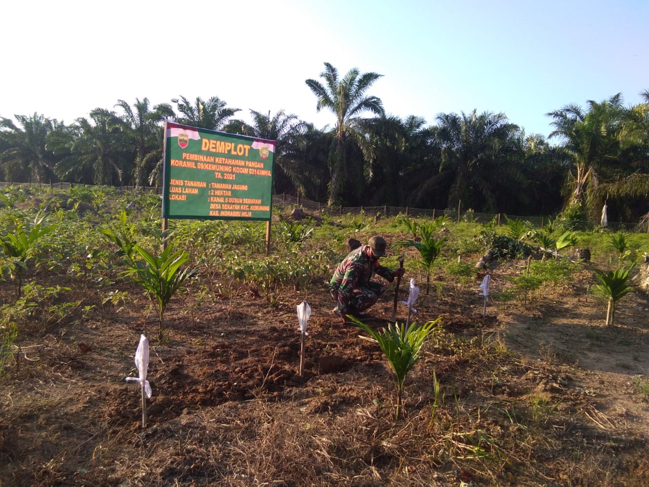 Sertu M Ridwan Babinsa Koramil 09/Kemuning Lakukan Pembersihan Tanaman Jagung