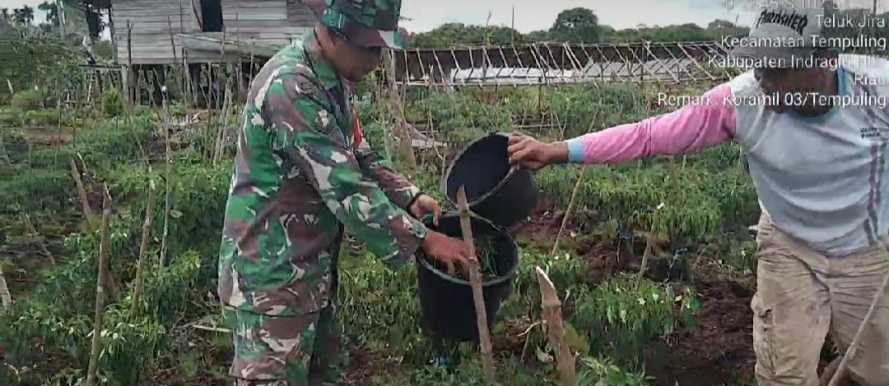 Sebagai Wujud Kepedulian, Babinsa 03/Tempuling Bantu Petani Merawat Tanaman Cabe