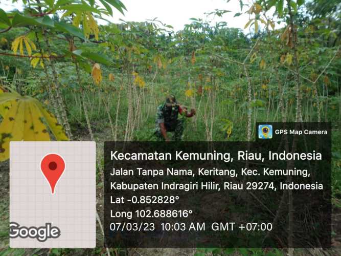 Koramil 09/Kemuning Lakukan Pembersihan di Kebun