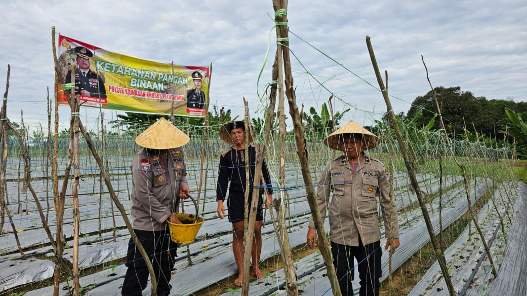 Polsek Kawasan Pelabuhan Batam Sulap Lahan Tidur Jadi Ladang Pangan, Dukung Ketahanan Pangan Nasional