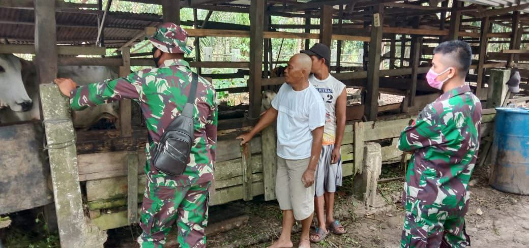 Wujud kedekatan, Satgas TMMD Ke 110 Kodim 0313 KPR Bantu warga Berikan Pakan Sapi 
