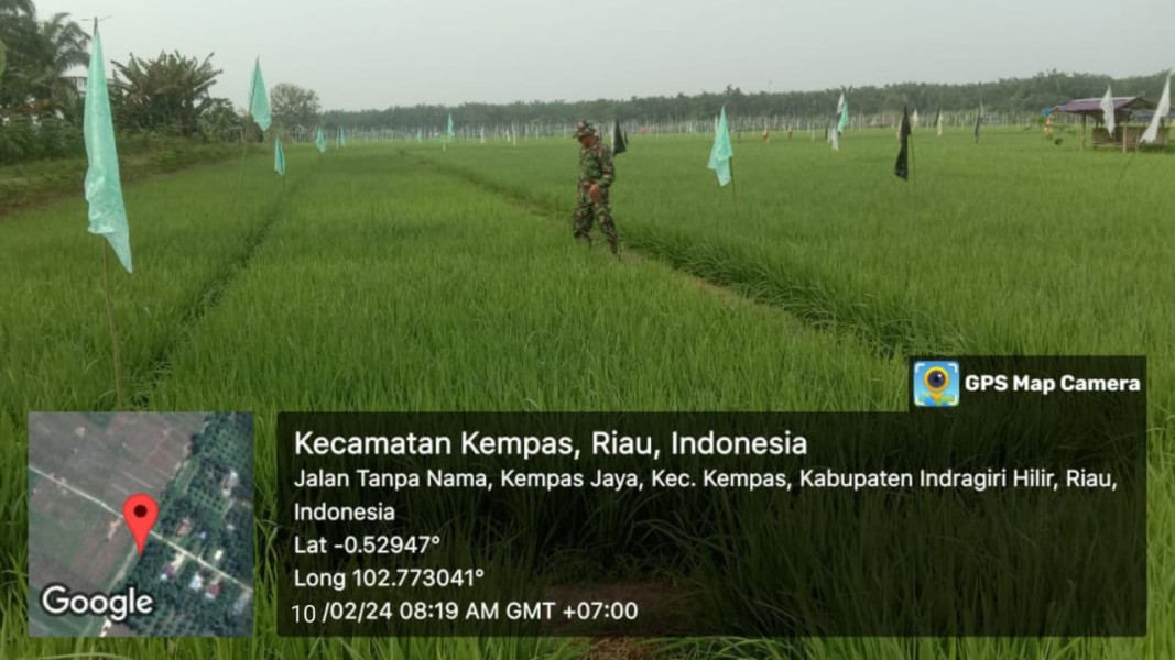 Peran Aktif Babinsa Koramil 03/Tpl Serma W. Ardian Dampingi Petani Pantau Perkembangan Tanaman Padi