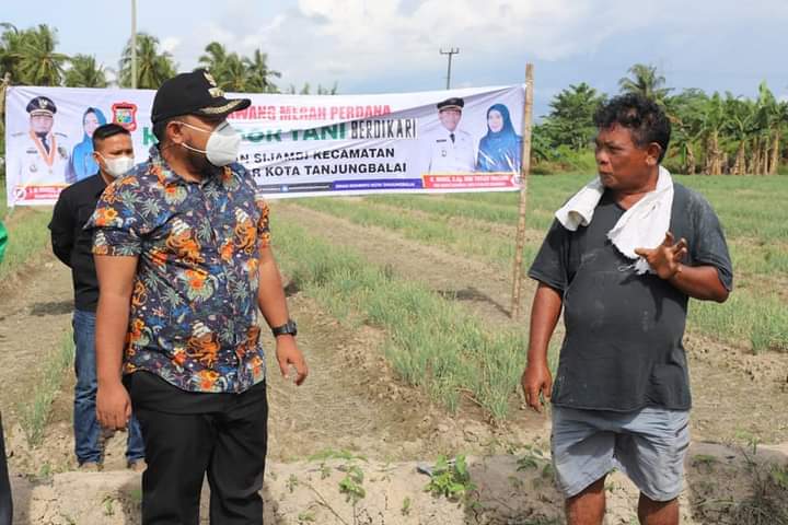 Kembali Panen Bawang Merah, Wali Kota Tanjungbalai Apresiasi Poktan Berdikari Sijambi 