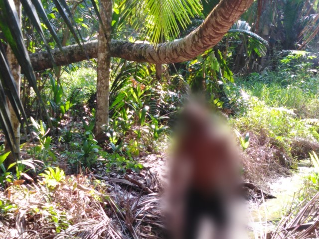 Geger...! Pemuda Parit 6 Kelurahan Teluk Pinang Ditemukan Tewas Tergantung di Pohon Kelapa