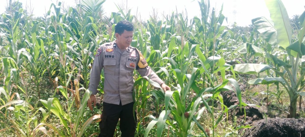 Pastikan Jagung Tumbuh Optimal, Bhabinkamtibmas Polsek Kemuning Tinjau Lahan Pertanian Bumdes Batu Ampar
