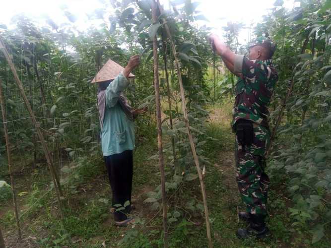 Babinsa Koramil 05/Peranap Sertu Wahyu Bantu Petani Panen Kacang Panjang di Desa Koto Tuo