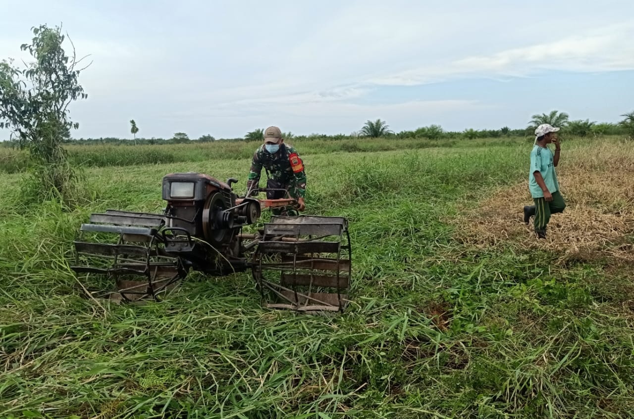 Babinsa Kuala Sebatu Bantu Petani Lakukan Pembajakkan Lahan Sawah
