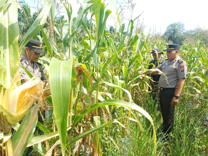Mendekati Musim Panen, Waka Polsek Siak Cek Perkembangan Tanaman Jagung Pipil di Kampung Benteng Hilir