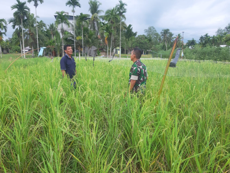 Terkait Keluhan Petani Sawah, Babinsa Koramil 07/Reteh Langsung Tinjau Padi Masyarakat