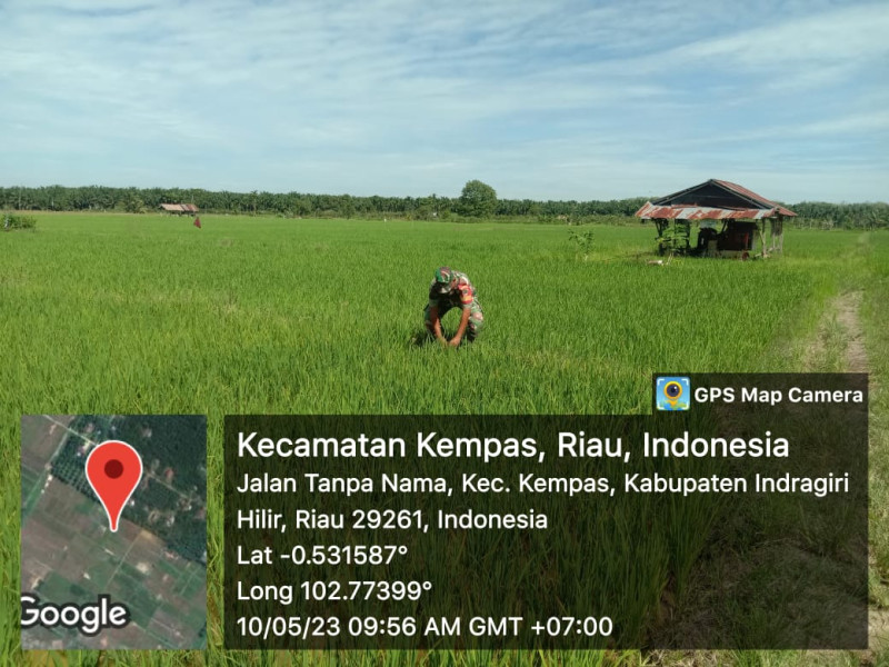 Pantau Perkembangan Tumbuh Padi Rutin Dilakukan Babinsa Koramil 03/Tpl