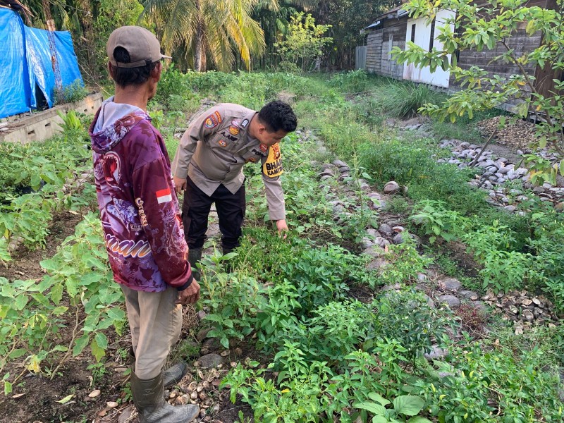 Bripka Arif Cek Kebun Cabe Tanjung Harapan, Polri Kawal Ketahanan Pangan Warga