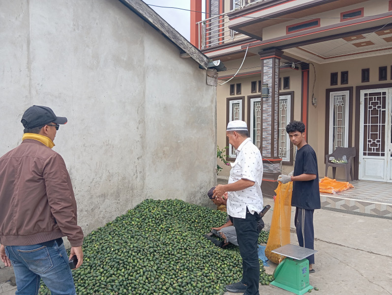 Harga Pinang Muda Tembus Rp8.000, Ferryandi Dukung Kesejahteraan Petani dengan Program Unggulan