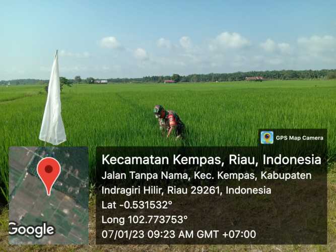Sertu Mardia Babinsa Koramil 03/Tpl Monitoring Sawah Dan Bersihkan Gulma Padi