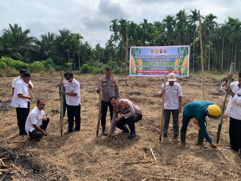 Teluk Sungka Hijau, Jagung Tumbuh, Polsek GAS Kawal Ketahanan Pangan Desa